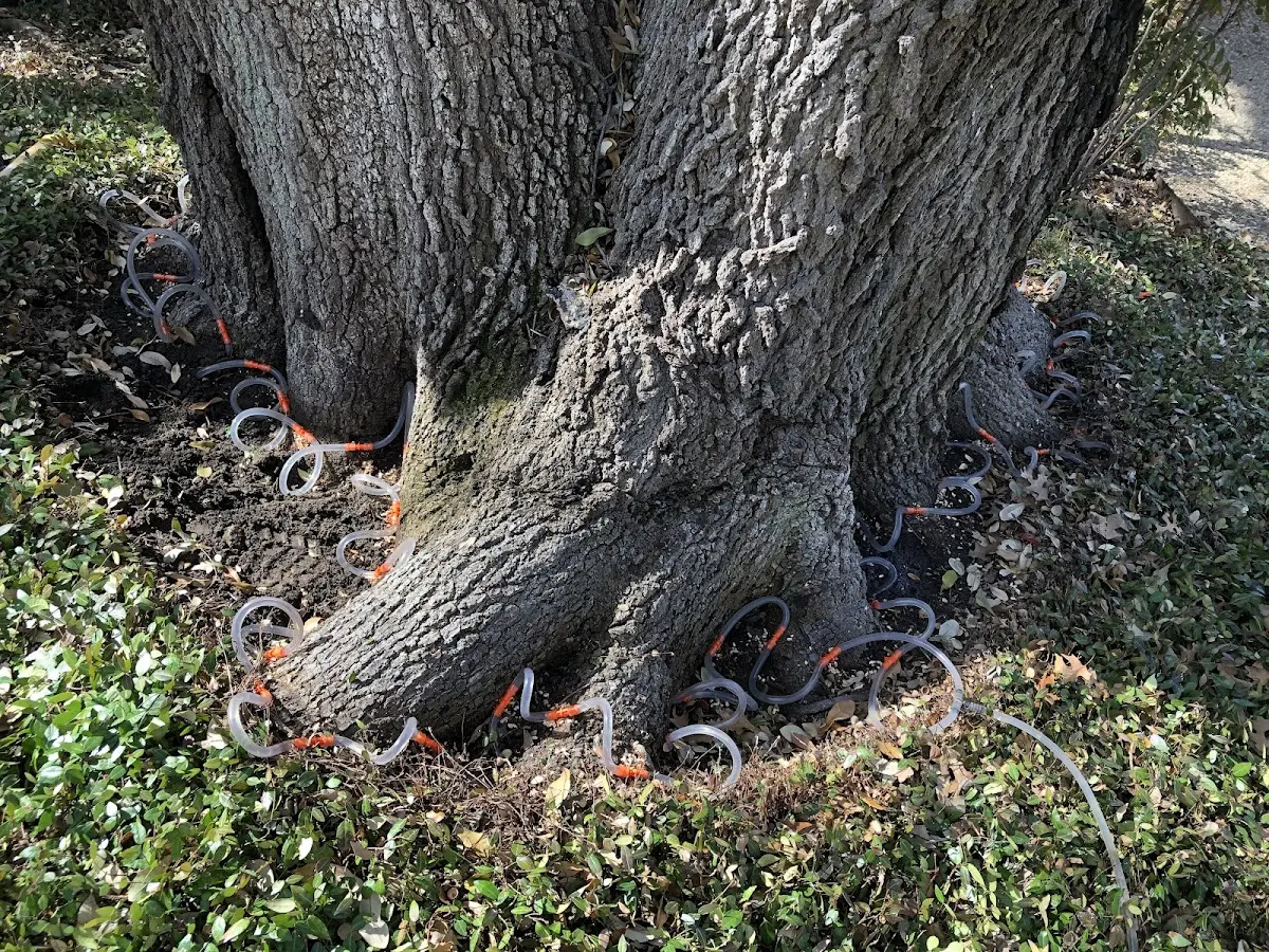 Detailed Shrub and Hedge Trimming job site in Live Oak